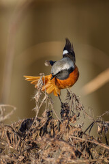 Wall Mural - Male Daurian Redstart perching on the tree branch