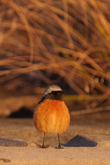 Wall Mural - Male Daurian Redstart standing facing the front