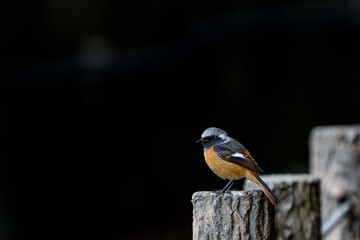 Wall Mural - Male Daurian Redstart perching on the artificial tree branch railing