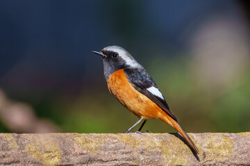 Wall Mural - Male Daurian Redstart perching on the artificial tree branch railing