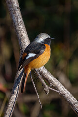 Wall Mural - Male Daurian Redstart perching on the tree branch