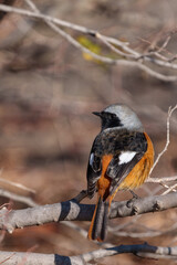 Wall Mural - Male Daurian Redstart perching on the tree branch