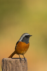 Wall Mural - Male Daurian Redstart perching on the artificial tree branch railing