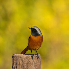 Wall Mural - Male Daurian Redstart on green background