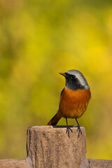 Wall Mural - Male Daurian Redstart on green background