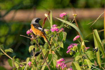 Wall Mural - Male Daurian Redstart perching on the tree branch