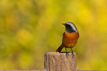 Wall Mural - Male Daurian Redstart on green background