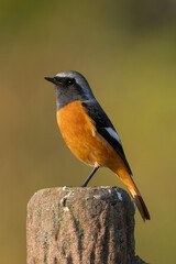 Wall Mural - Male Daurian Redstart on green background