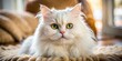 © Man888 - Majestic White Persian Cat at Home: Close-Up Macro Photography