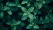 © Fonlinepix - A close-up of thyme leaves with vibrant green tones, displayed neatly on a dark matte background, highlighting their aromatic fragrance and fine details.
