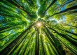 © Man888 - Panoramic Sunlit Canopy: Lush Green Trees, Bottom-Up View, 4K Resolution
