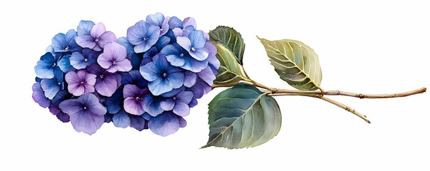 Sticker - Blue hydrangea bloom, stem, leaves, white