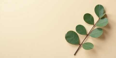 Aufkleber - Elegant Green Branch with Oval Leaves on a Pale Yellow Background A Simple Nature-Inspired Design Element