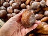 a woman's hand is holding a salah isolated on salak background, typical indonesian fruit