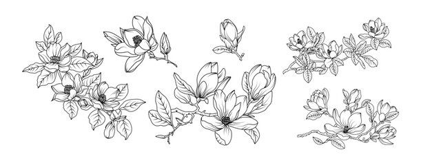 magnolia flower arrangement line art on white background. silhouette magnolia botanical hand drawn e