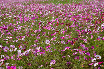 Sticker - Cosmos in full bloom in the field