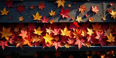 Poster - Autumnal Maple Leaves Adorn a Building's Gutter System, Creating a Vibrant Display of Seasonal Color Variation
