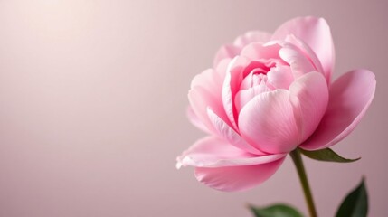 Poster - A Delicate Pink Peony Blossom Against a Soft Background, Representing Purity, Elegance, and Natural Beauty
