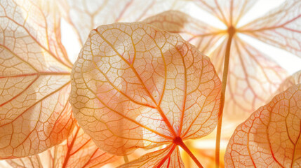 Sticker - Translucent leaves with intricate veins create delicate, ethereal pattern. soft light enhances their beauty, showcasing nature artistry in serene composition