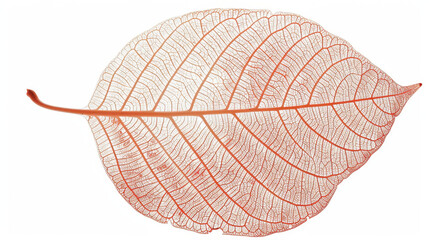 Poster - delicate skeleton leaf with intricate vein patterns, showcasing nature beauty and fragility. perfect