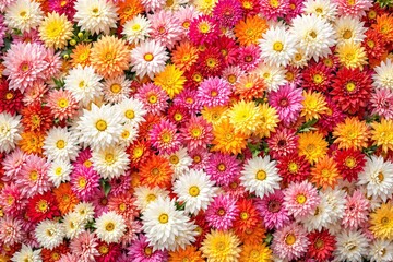 Poster - Vibrant colorful dahlia flowers arranged in a seamless background.
