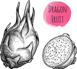 Wall Mural - dragon fruit ink sketch.