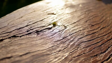 Canvas Print - close up of old wood texture