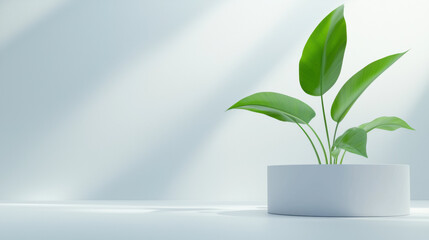 Poster - minimalistic indoor plant with vibrant green leaves in white pot, placed on clean surface with soft natural light and serene background