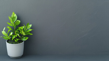 Poster - vibrant green potted plant in white ceramic pot placed against smooth slate gray wall, creating minimalist and calming aesthetic
