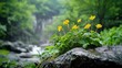 © สมเจตน์ หนูแก้ว - Blooming yellow flowers on rocky streambank lush forest setting nature photography tranquil environment close-up view