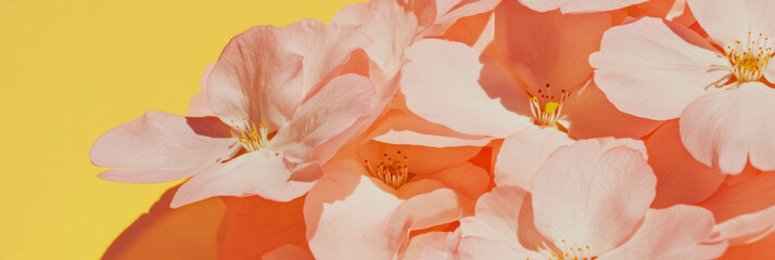 Poster - Bright sakura petals cluster creates a sweet heart shape on warm yellow background