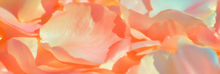 Poster - Cluster of sakura petals arranged beautifully on a golden background for spring celebration