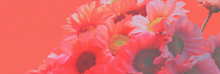 Poster - Bright sunflowers create a vibrant display against a coral background for decorative use