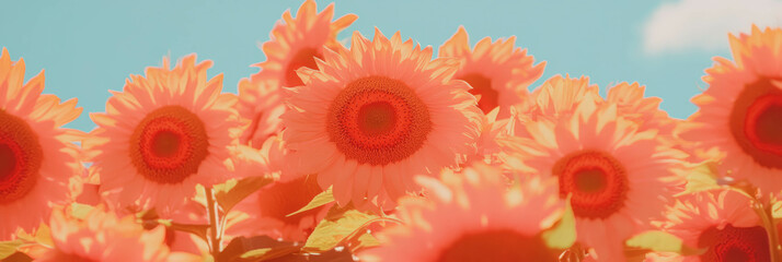 Poster - Cluster of sunflowers displaying vibrant colors against a light coral backdrop