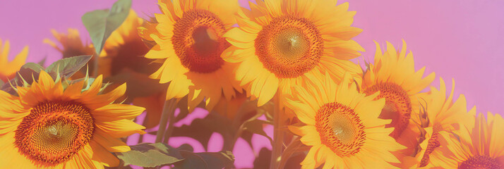 Poster - Cluster of vibrant sunflowers against a bright purple backdrop for an eye-catching display