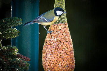 Wall Mural - a great tit, parus major, perched on bird feeder with nuts, at a winter day