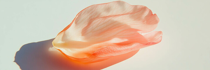 Aufkleber - Elegance of a single partially folded sakura petal on a bright background