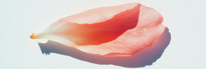 Aufkleber - Delicate sakura petal showcasing its unique imperfections against a bright background