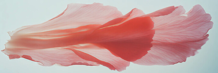 Fototapete - Single torn sakura petal isolated on bright textured background for aesthetic appeal