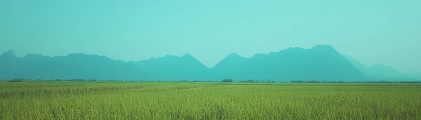 Poster - Rice fields stretch across the landscape with mountains rising in the distance under a bright sky