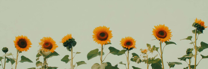 Poster - Sunflower heads arranged in varied heights creating a vibrant display on a light background