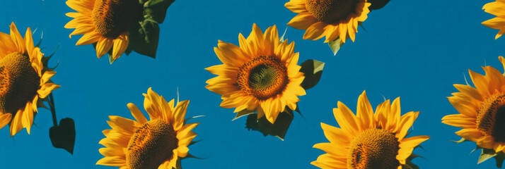 Aufkleber - Sunflower heads displayed on a bright navy blue background for a vivid banner design