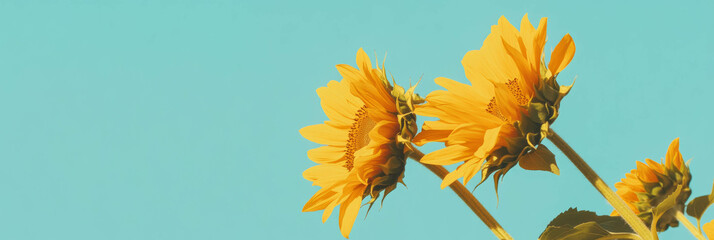 Poster - Three vibrant sunflower heads arranged in a curved line against a light blue background
