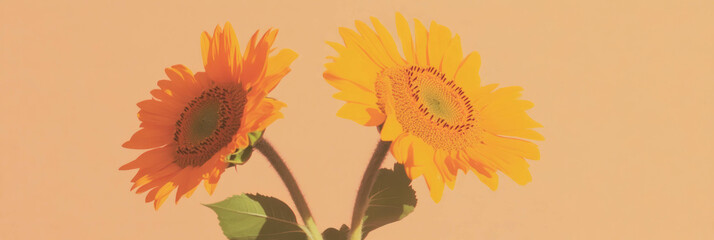 Poster - Sunflowers embracing each other on a soft beige background for a delicate view