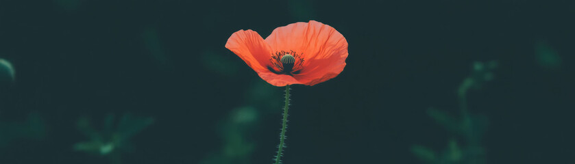 Poster - Blooming poppy with delicate petals and dark center, showcased in halftone texture