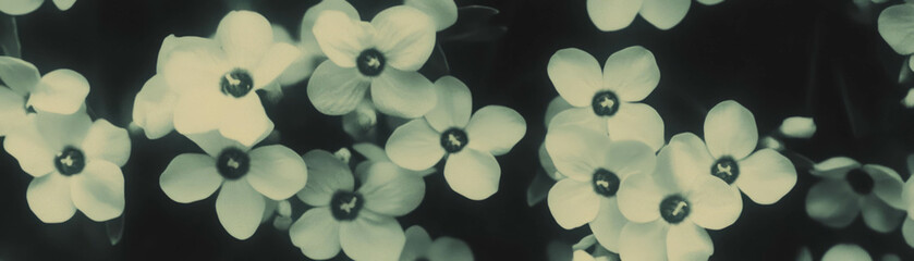 Poster - Cluster of delicate forget-me-nots with halftone texture on a grunge background