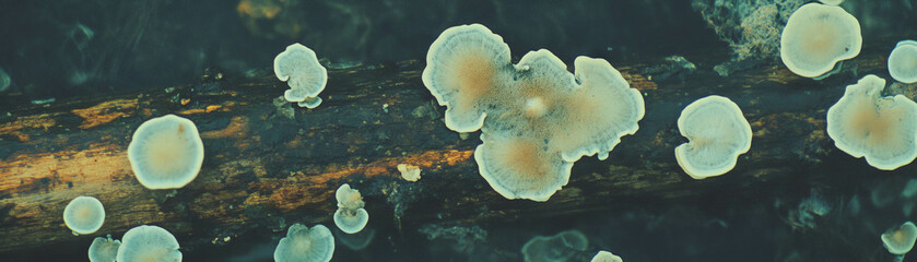 Aufkleber - Fallen log adorned with moss and fungi displaying a vibrant halftone texture