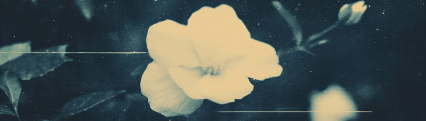 Poster - Delicate flower with a broken petal set against a grunge background showcasing halftone texture