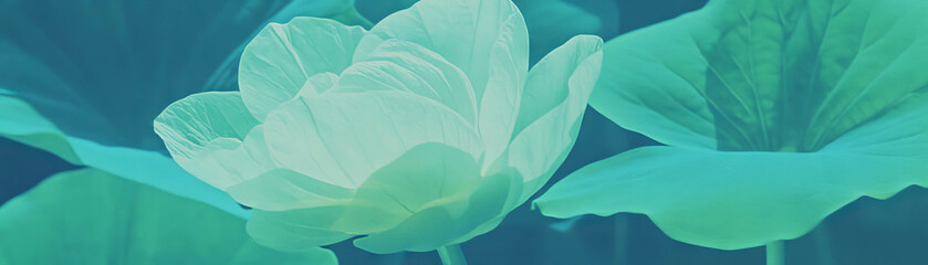 Poster - Halftone texture of a flower with textured leaves and visible veins against a grunge background