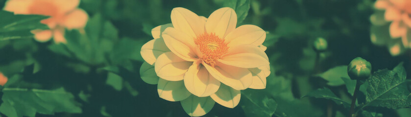 Poster - Flower with halftone texture against a grunge background showcasing contrasting petal styles